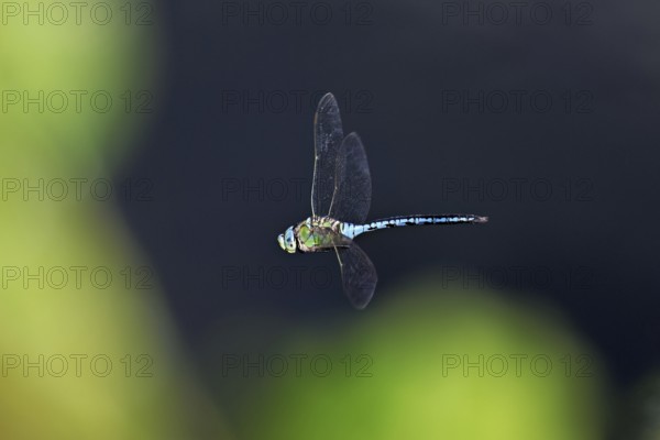 Large king dragonfly (Anax imperator), in flight, Switzerland