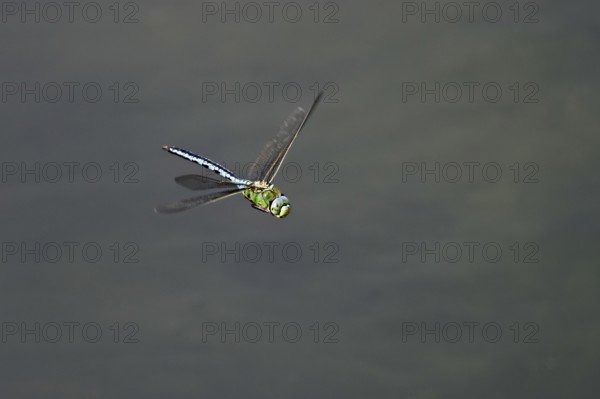 Large king dragonfly (Anax imperator), in flight, Switzerland
