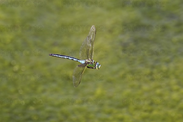 Large king dragonfly (Anax imperator), in flight, Switzerland