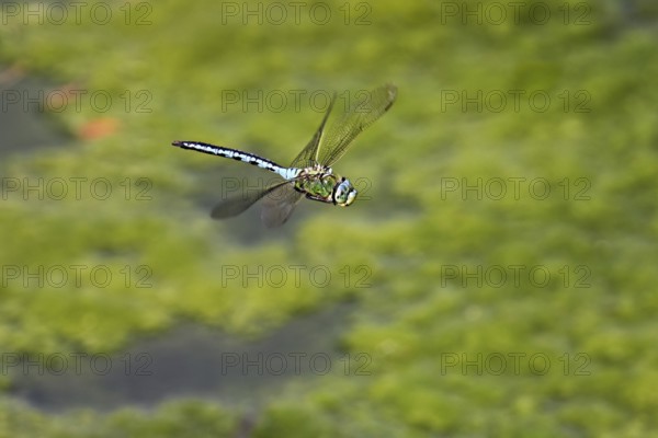 Emperor dragonfly (Anax imperator), in flight, Switzerlandq