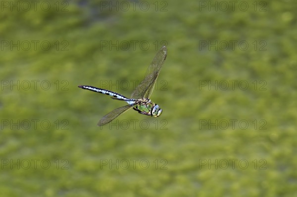Large king dragonfly (Anax imperator), in flight, Switzerland