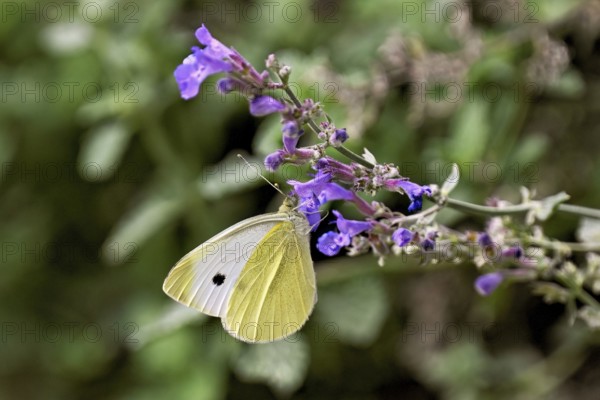Small white (Pieris rapae), on the flower of catmint (Nepeta), Switzerland