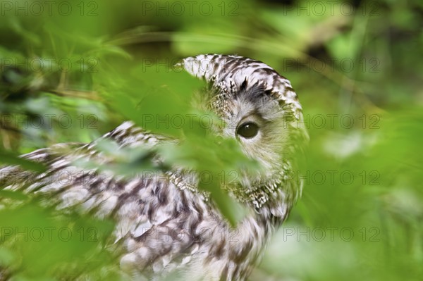 Ural owl (Strix uralensis), captive, Switzerland