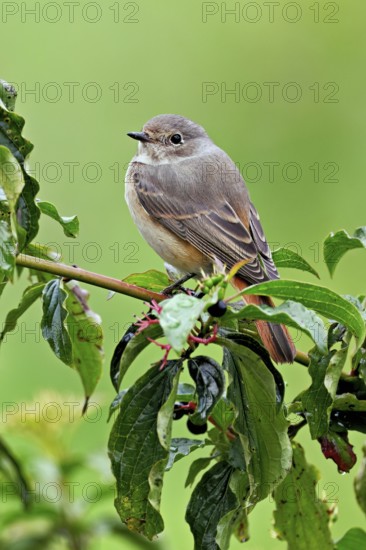 Black redstart (Phoenicurus ochruros), female on dogwood (Cornus sanguinea), sitting, Switzerland