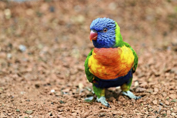 Rainbow Lorikeet (Trichoglossus haematodus), captive, occurrence Australia