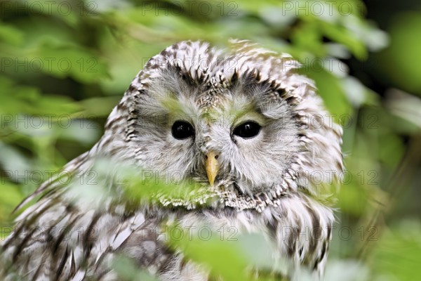 Ural owl (Strix uralensis), captive, Switzerland