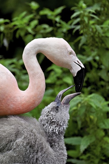 Chilean flamingos (Phoenicopterus chilensis), with juvenile, captive, Switzerland