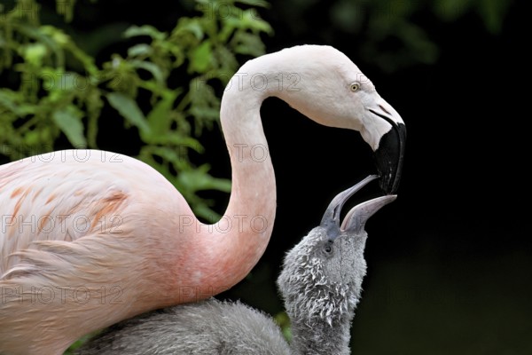 Chilean flamingos (Phoenicopterus chilensis), with juvenile, captive, Switzerland