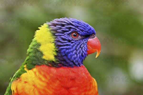 Rainbow Lorikeet (Trichoglossus haematodus), captive, occurrence Australia