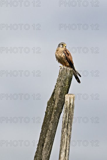Kestrel (Falco tinnunculus), male sitting on a tree trunk, Switzerland