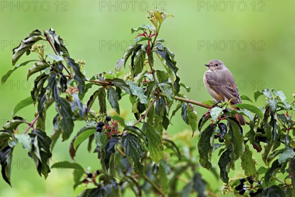 Black redstart (Phoenicurus ochruros), female on dogwood (Cornus sanguinea), sitting, Switzerland