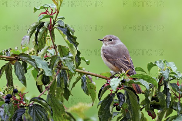 Black redstart (Phoenicurus ochruros), female on dogwood (Cornus sanguinea), sitting, Switzerland