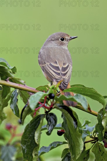 Black redstart (Phoenicurus ochruros), female on dogwood (Cornus sanguinea), sitting, Switzerland