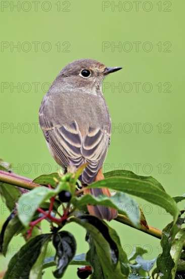 Black redstart (Phoenicurus ochruros), female on dogwood (Cornus sanguinea), sitting, Switzerland