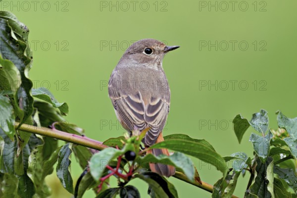 Black redstart (Phoenicurus ochruros), female on dogwood (Cornus sanguinea), sitting, Switzerland