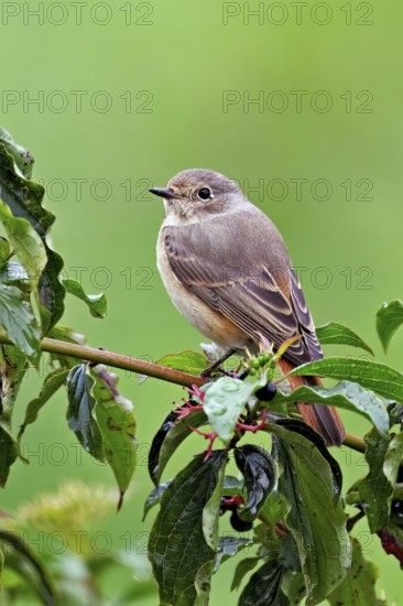Black redstart (Phoenicurus ochruros), female on dogwood (Cornus sanguinea), sitting, Switzerland