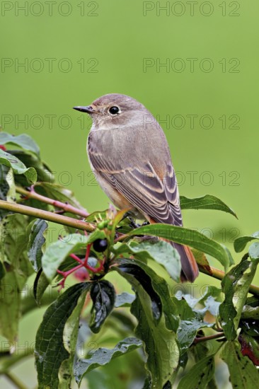 Black redstart (Phoenicurus ochruros), female on dogwood (Cornus sanguinea), sitting, Switzerland