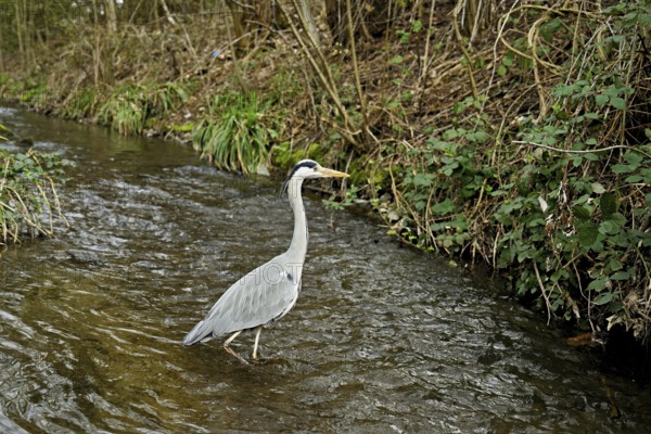 Grey heron (Ardea cinerea), standing in a stream, Canton Zug, Switzerland