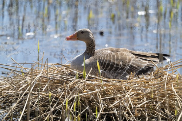 Greylag goose (Anser anser) sitting on the nest and breeding, blue water, Lower Saxony, Germany