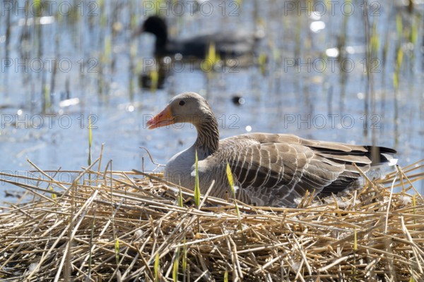 Greylag goose (Anser anser) sitting on the nest and breeding, blue water, Lower Saxony, Germany