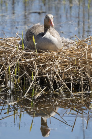 Greylag goose (Anser anser) sitting on the nest and breeding, blue water, Lower Saxony, Germany