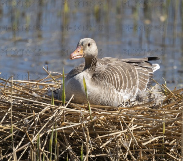Greylag goose (Anser anser) sitting on the nest and breeding, Lower Saxony, Germany