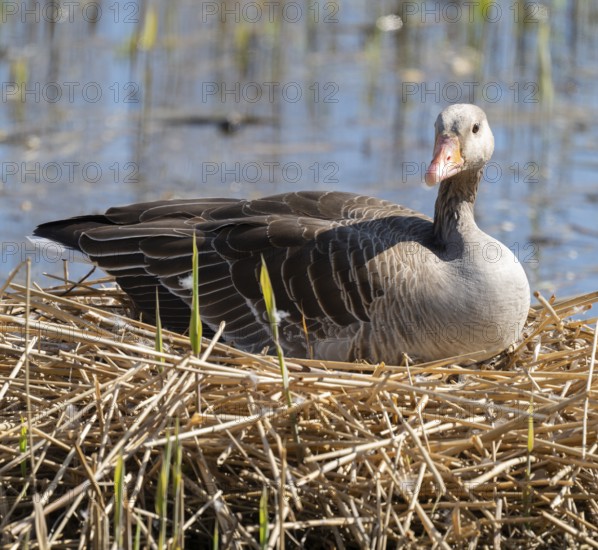 Greylag goose (Anser anser) sitting on the nest and breeding, blue water, Lower Saxony, Germany