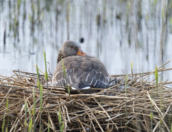 Greylag goose (Anser anser) sitting on the nest and breeding, blue water, Lower Saxony, Germany