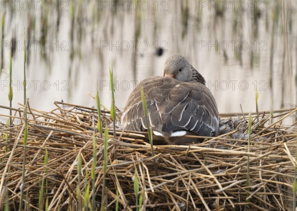 Greylag goose (Anser anser) sitting on the nest and breeding, Lower Saxony, Germany
