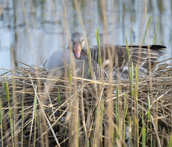 Greylag goose (Anser anser) sitting on the nest and breeding, blue water, Lower Saxony, Germany