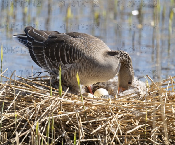 Greylag goose (Anser anser) standing on the nest and turning the eggs, Lower Saxony, Germany