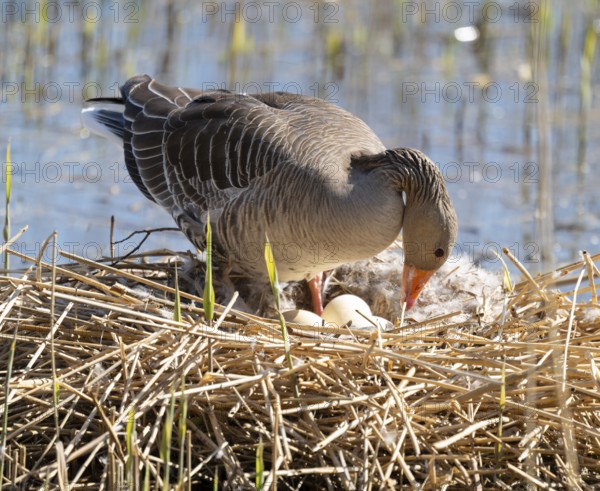 Greylag goose (Anser anser) standing on the nest and turning the eggs, Lower Saxony, Germany