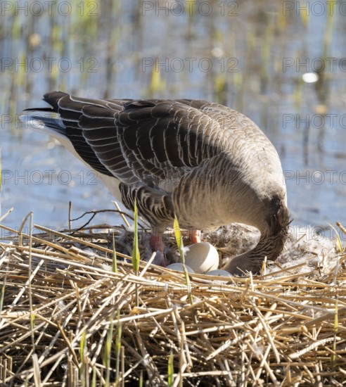 Greylag goose (Anser anser) standing on the nest and turning the eggs, Lower Saxony, Germany