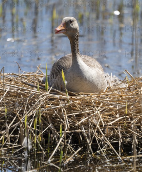Greylag goose (Anser anser) sitting on the nest and breeding, blue water, Lower Saxony, Germany