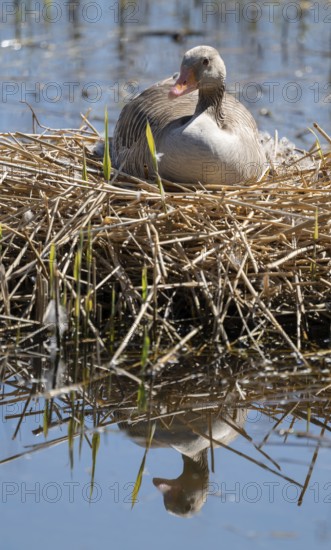 Greylag goose (Anser anser) sitting on the nest and breeding, blue water, Lower Saxony, Germany