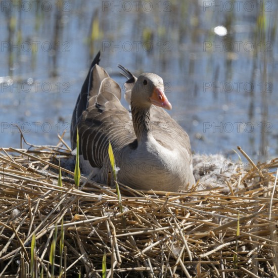 Greylag goose (Anser anser) sitting on the nest and breeding, blue water, Lower Saxony, Germany