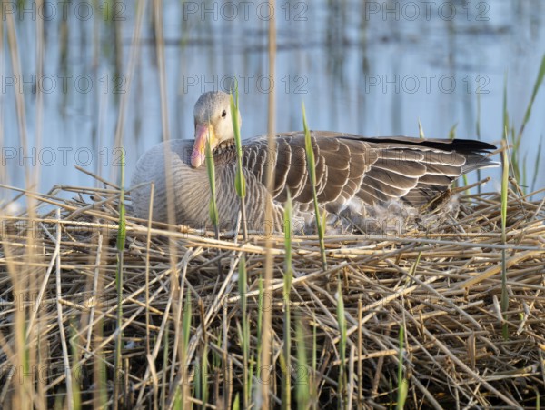 Greylag goose (Anser anser) sitting on the nest and breeding, blue water, Lower Saxony, Germany