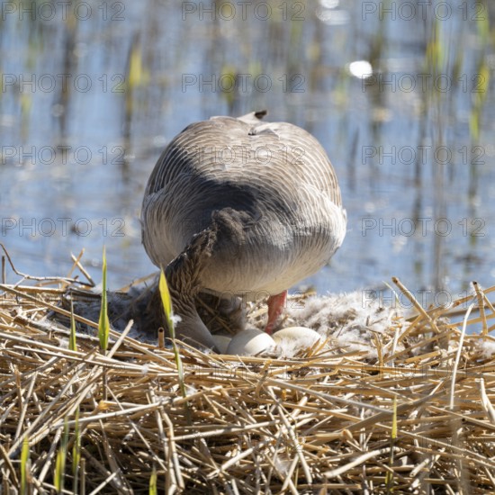 Greylag goose (Anser anser) standing on the nest and turning the eggs, Lower Saxony, Germany