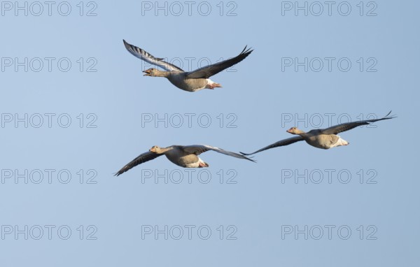Greylag goose (Anser anser), three greylag geese in flight, blue sky, Lower Saxony, Germany