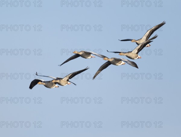 Greylag goose (Anser anser), a flock of greylag geese in flight, blue sky, Lower Saxony, Germany
