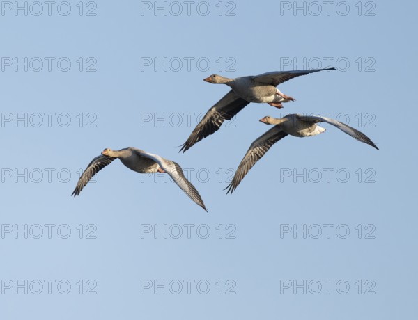 Greylag goose (Anser anser), three greylag geese in flight, blue sky, Lower Saxony, Germany