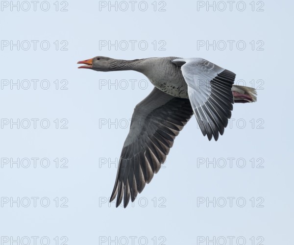 Greylag goose (Anser anser) calling in flight, Lower Saxony, Germany