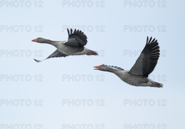 Greylag goose (Anser anser), two greylag geese in flight, Lower Saxony, Germany