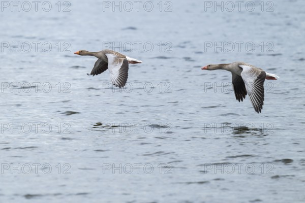 Greylag goose (Anser anser), two greylag geese in flight over a body of water, Lower Saxony, Germany