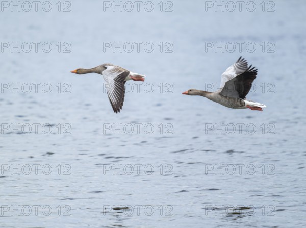 Greylag goose (Anser anser), two greylag geese in flight over a body of water, Lower Saxony, Germany