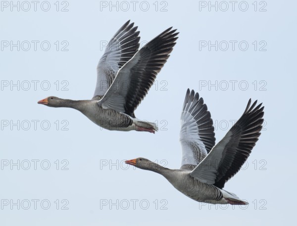 Greylag goose (Anser anser), two greylag geese in flight, Lower Saxony, Germany