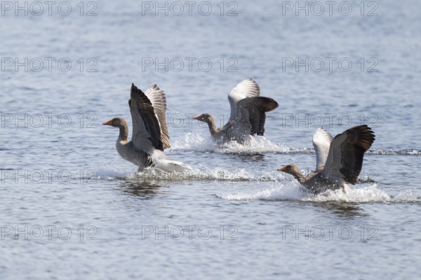 Greylag goose (Anser anser), three greylag geese land on a body of water, Lower Saxony, Germany