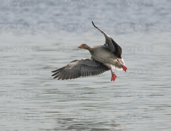Greylag goose (Anser anser) approaching a body of water, Lower Saxony, Germany