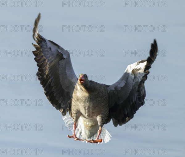 Greylag goose (Anser anser) calling on approach to a body of water, Lower Saxony, Germany