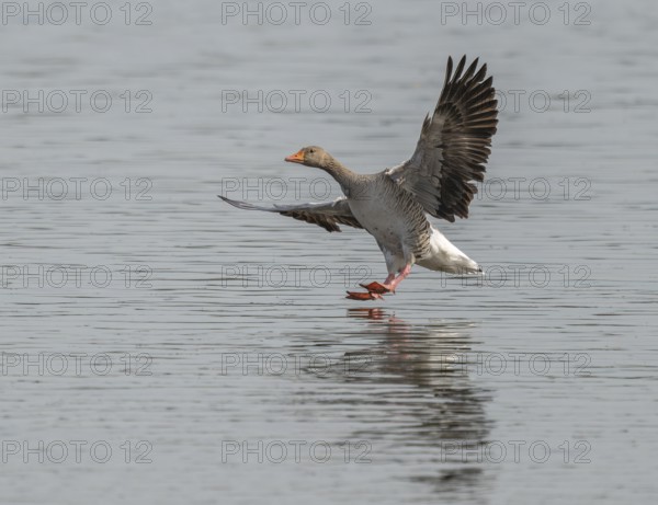 Greylag goose (Anser anser) approaching a body of water, Lower Saxony, Germany